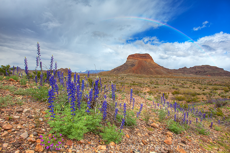 bluebonnet images,big bend bluebonnets,big bend prints,big bend national park,texas landscapes,texas wildflowers,rainbow