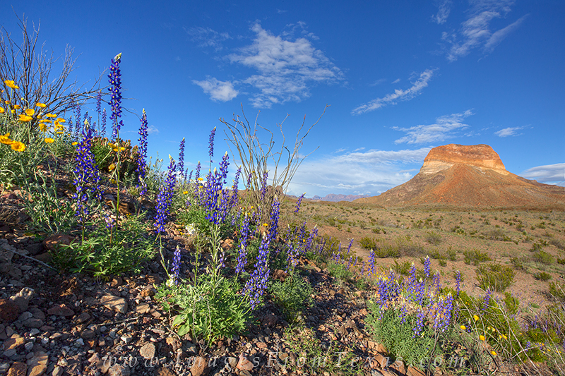 bluebonnets,big bend national park,big bend,texas wildflowers,bluebonnet prints,texas landscapes