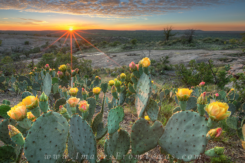 texas wildflowers,enchanted rock state park images,texas hill country,prickly pear images,hill country photos,wildflowers of texas