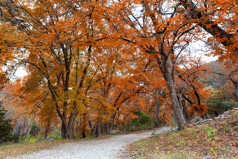texas hill country prints,texas hill country,lost maples state park