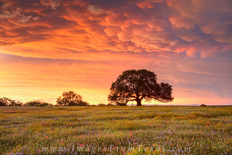texas landscapes,texas wildflower photos,texas sky images,wildflower prints,texas photos