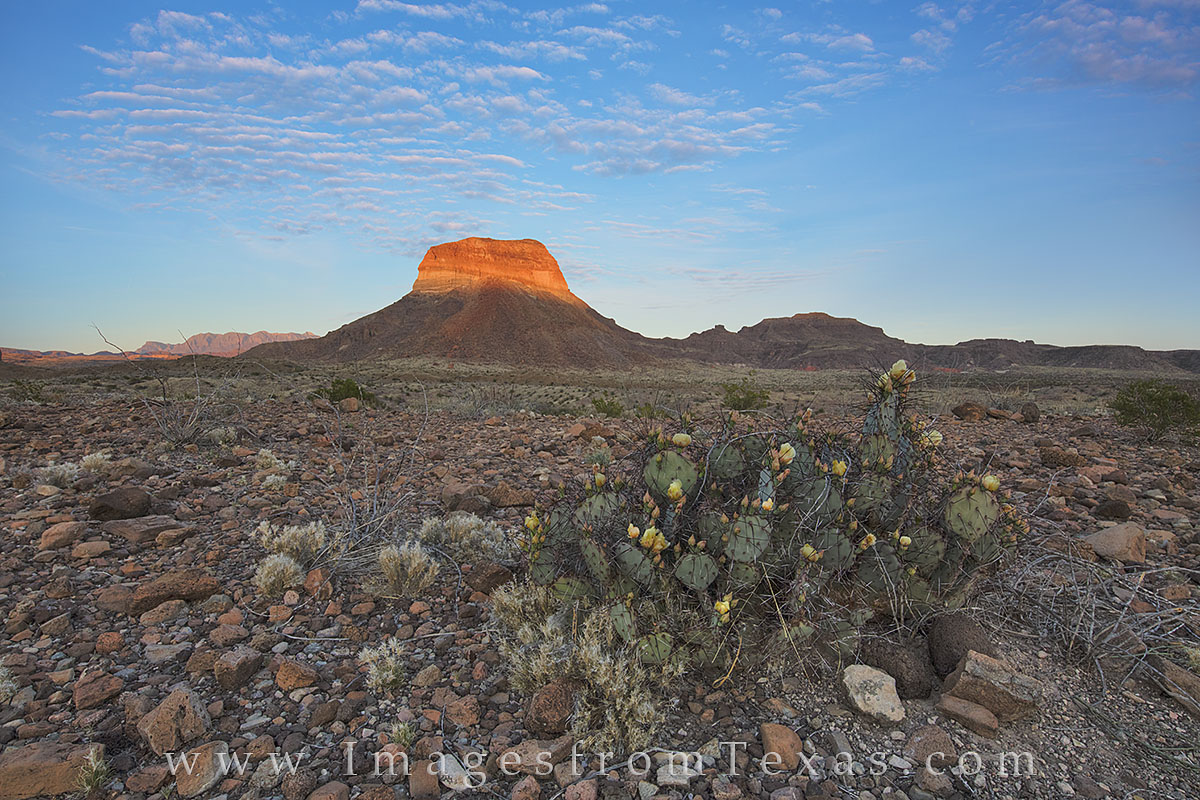 big bend national park, prickly pear, chisos mountains, chihuahuan desert, texas landscapes, west texas
