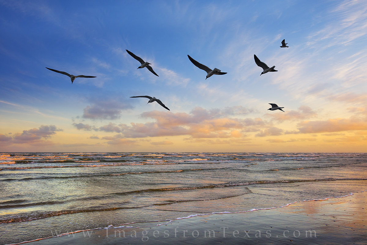 port aransas images, port A photos, texas coast, seagulls, texas sunset, texas coast prints, corpus christi, texas birds, texas images