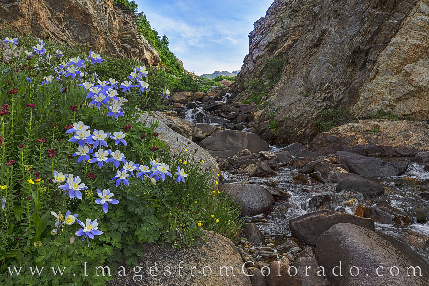 Colorado wildflowers near Independence Pass