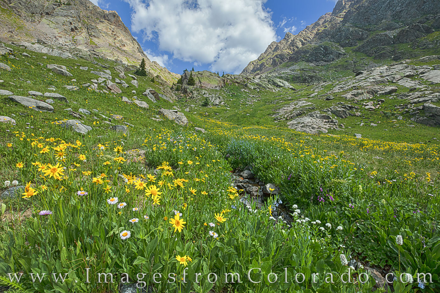 Wildflowers in Summit County