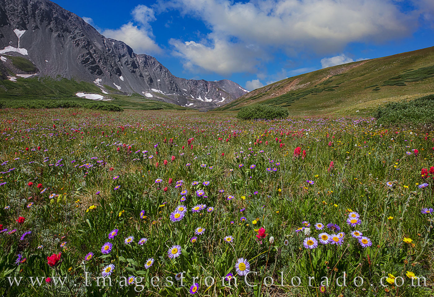 Wildflowers along the way to Grays and Torreys Peak