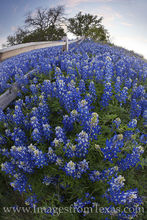 Bluebonnets along a Fence with a Fisheye Lens 1