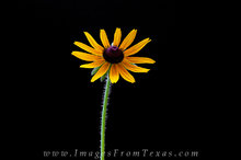 Brown-Eyed Susan 1