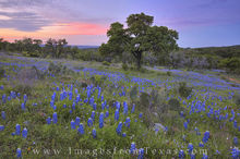 Colors of a Bluebonnet Sunset 2