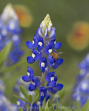 Honeybee Working on a Bluebonnet 3