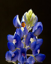 A Ladybug on a Bluebonnet