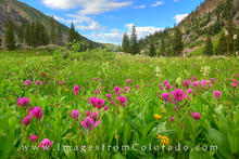 Vail Summer Wildflowers 1