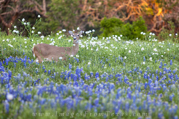 A Deer in the Hill Country Bluebonnets
