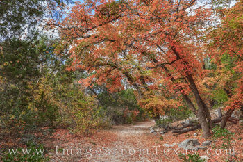 A Walk through the Woods - Lost Maples 1112-2