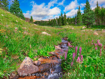 Afternoon Wildflowers on Berthoud Pass 808-1