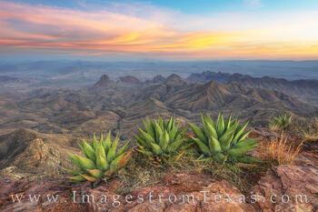 Big Bend Agave at the South Rim 2