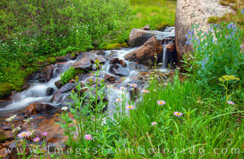 Alpine Daisies near Winter Park 1