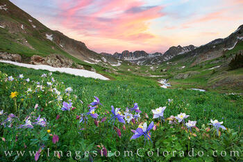 American Basin Wildflowers near Lake City 2
