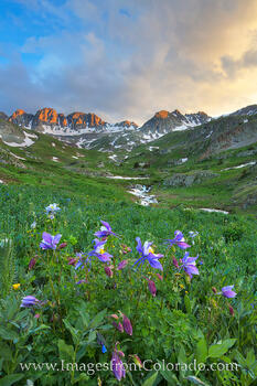 American Basin Wildflowers near Lake City 3