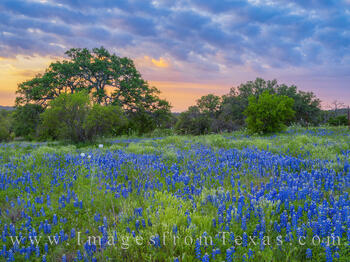 April's Morning Light over Bluebonnets 407-1