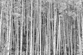 Aspen Black and White in Autumn 1