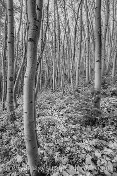 Aspen Black and White near Fraser, Colorado 2