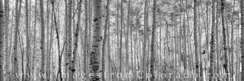Aspen Panorama in Black and White 1