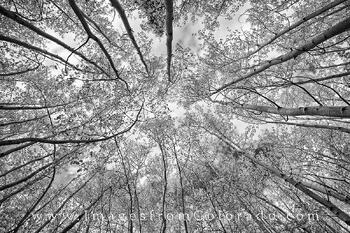 Aspen Trees and Sky in Black and White 1
