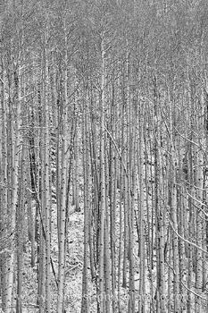 Aspen Trees in Snow Black and White 1