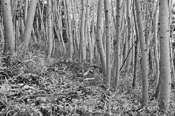 Aspen Trees near Winter Park, Black and White 1