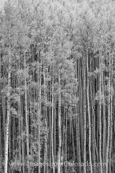 Aspen in Black and White 2