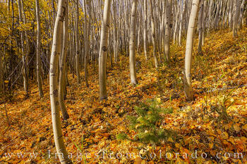 Aspen in Morning Light near Fraser, Colorado 1
