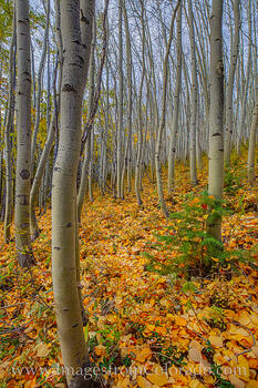 Aspen in Morning Light near Fraser, Colorado 2
