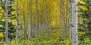 Aspen in the Maroon Bells Wilderness Panorama 914-1
