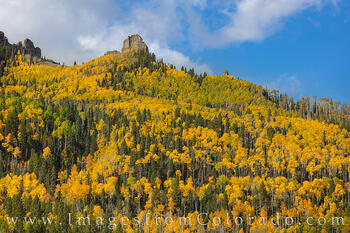 Aspen near Silver Jack Reservoir 104-1