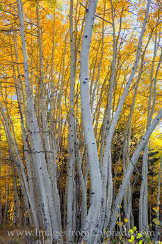 Aspen on Ophir Pass 103-1
