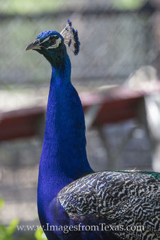 Austin Zoo - Peacock 1
