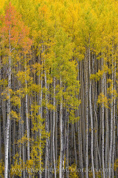 Autumn Aspen Forest in Colorado 1