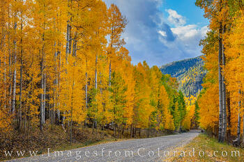 Autumn Aspen Road 1