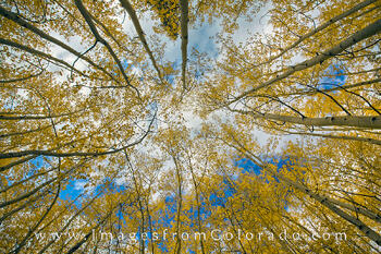 Autumn Aspen Skies 1