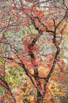 Autumn Color of Lost Maples State Park 2
