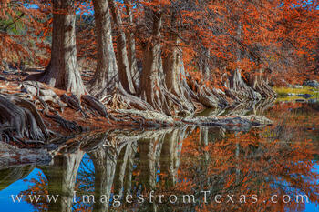Fall color and twisted cypress roots make for a beautiful and unique photograph in morning light of a late November day.