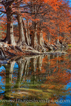 Autumn Cypress Reflections 2