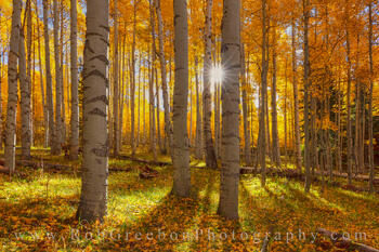 Autumn Sunlight through Aspen 104-1