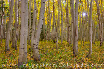 Autumn Sunlight through Aspen 104-2