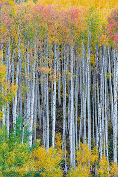 Autumn in the Maroon Bells Wilderness, Colorado 103-2