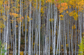 Autumn in the Maroon Bells Wilderness, Colorado 103-3