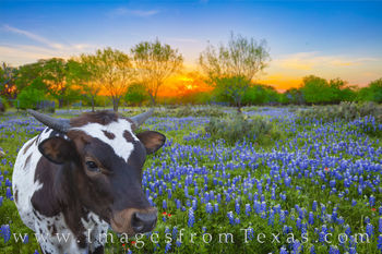 Baby Longhorn in Bluebonnets 408-1