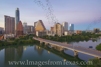 Bats over Congress Avenue 524-1