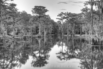 Bayous and Cypress of Caddo Lake 1 Black
